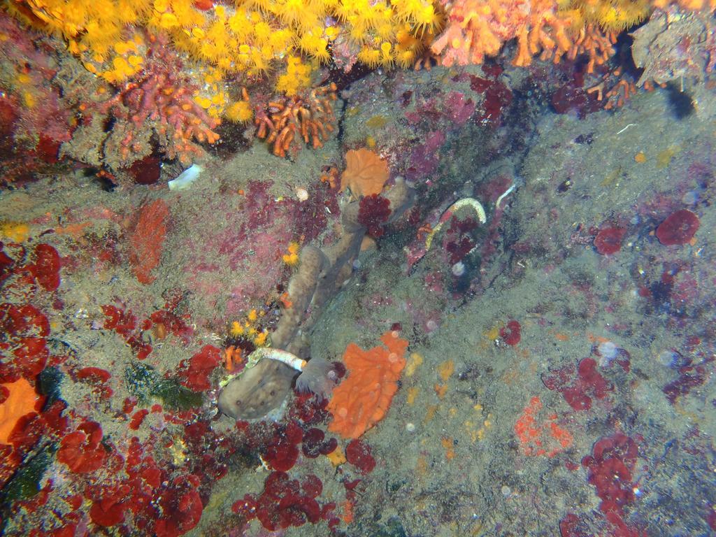 Le Casette Sul Mare Capo Vaticano Eksteriør billede