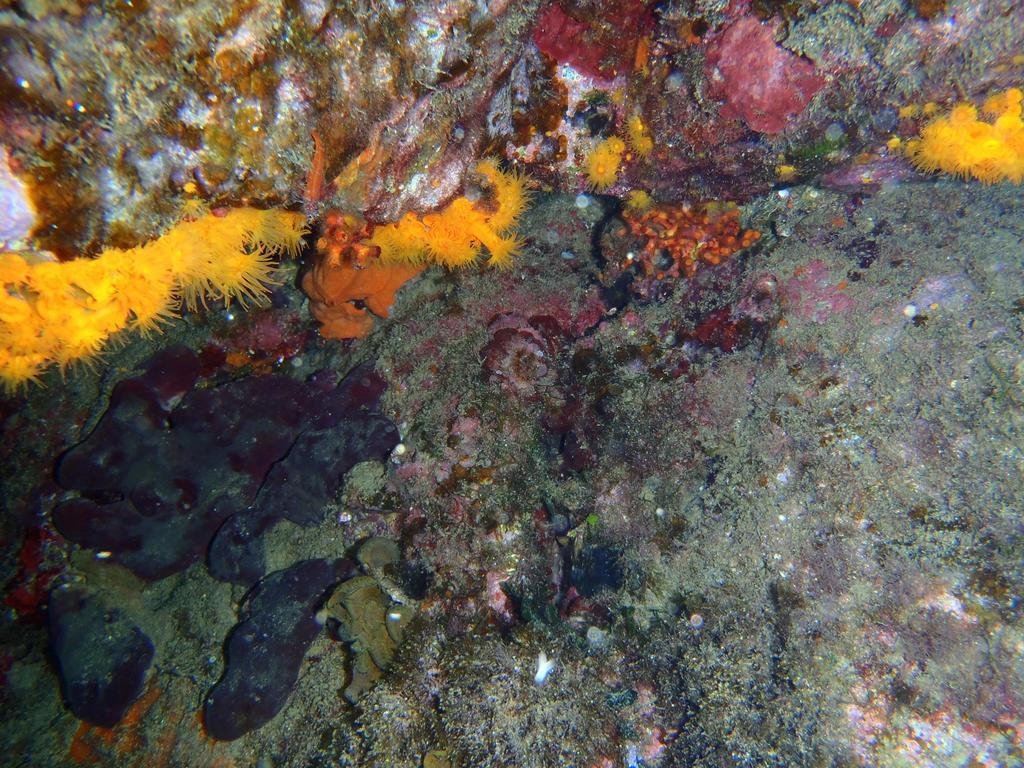 Le Casette Sul Mare Capo Vaticano Eksteriør billede