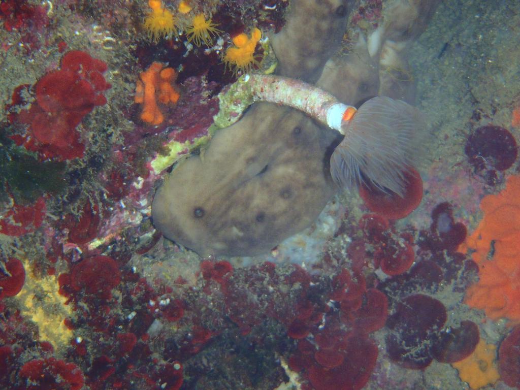 Le Casette Sul Mare Capo Vaticano Eksteriør billede