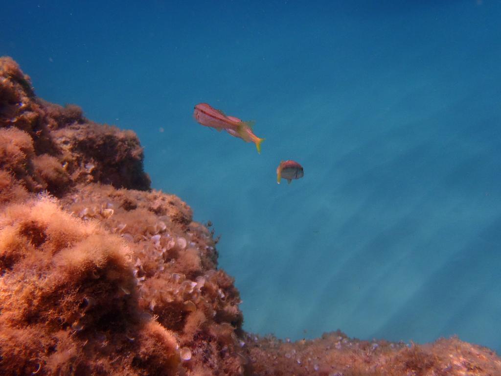 Le Casette Sul Mare Capo Vaticano Eksteriør billede